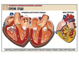 Рельефная таблица "Строение сердца" (формат А1, матовое ламинирование) - fgospostavki.ru - Выкса