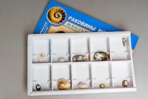 Коллекция "Раковины моллюсков" - fgospostavki.ru - Выкса