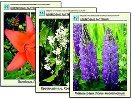 Гербарий фотографический "Основные группы растений" - fgospostavki.ru - Выкса