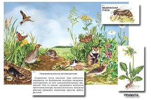 Магнитный плакат-аппликация "Луг: биоразнообразие и взаимосвязи в сообществе" - fgospostavki.ru - Выкса