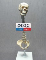 Модель "Позвоночник с черепом и тазом" - fgospostavki.ru - Выкса