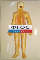 Модель барельефная "Нервная система человека" - fgospostavki.ru - Выкса