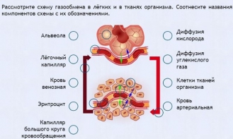 Интерактивные курсы. Биология 9 класс. Расширенный. - fgospostavki.ru - Выкса