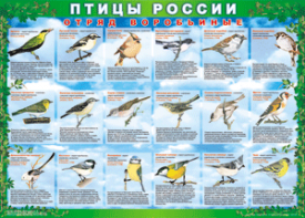 Комплект таблиц "Птицы России (4 листа)" (100х140 сантиметров, винил) - fgospostavki.ru - Выкса
