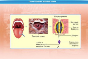 Интерактивные курсы. Биология 10 класс. Базовый. - fgospostavki.ru - Выкса