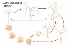 Модель-аппликация Строение и цикл развития гидры - fgospostavki.ru - Выкса