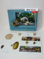 Коллекция "Раковины моллюсков" - fgospostavki.ru - Выкса