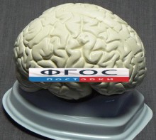 Модель "Мозг в разрезе" (белый) - fgospostavki.ru - Выкса