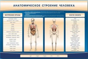 Электрифицированный стенд-тренажер c макетом скелета "Анатомическое строение человека" - fgospostavki.ru - Выкса