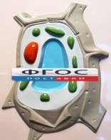 Модель барельефная "Растительная клетка" - fgospostavki.ru - Выкса