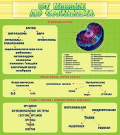 Стенд "От клетки до организма" - fgospostavki.ru - Выкса