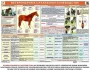 Комплект плакатов "Служебное коневодство" - fgospostavki.ru - Выкса