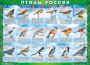 Комплект таблиц "Птицы России (4 листа)" (100х140 сантиметров, винил) - fgospostavki.ru - Выкса