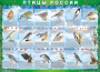 Комплект таблиц "Птицы России (4 листа)" (100х140 сантиметров, винил) - fgospostavki.ru - Выкса