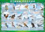 Комплект таблиц "Птицы России (4 листа)" (100х140 сантиметров, винил) - fgospostavki.ru - Выкса
