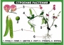 Комплект таблиц "Ознакомление с окружающим миром 1-4 класс" - fgospostavki.ru - Выкса